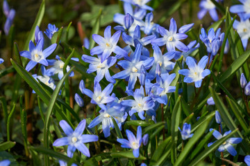blue Scilla in spring - obrazy, fototapety, plakaty