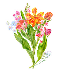 Bouquet spring blossom: red tulips, pink hyacinth, blue forget-me-nots flowers, stems, leaves, buds, petals, hand draw watercolor painting, white background, botanical illustration, close-up, vintage