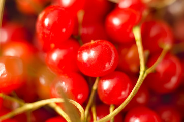 red viburnum