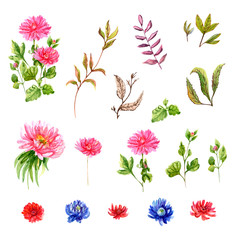 Set of autumn flowers: bouquet red chrysanthemum, pink aster, stem, leaves, buds, dry twigs, hand draw watercolor painting on white background, botanical illustration, vintage