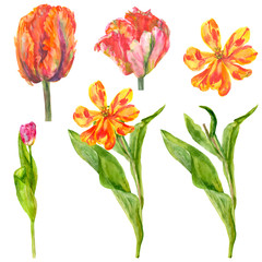 Tulip, red, pink, yellow flowers, spring blossom, stem with flowers, leaves, buds, petals, hand draw watercolor painting on white background, botanical illustration, east style, vintage