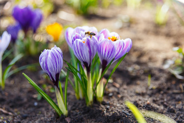 Honey bees collecting pollen