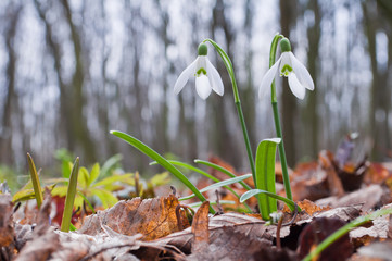 Beautiful white snowdrops growing in the forest
