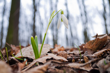 Beautiful white snowdrop growing in the forest