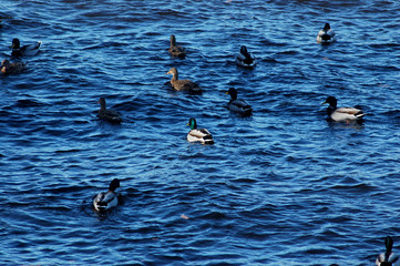 A flock of ducks on the water with water. Spring day, waves on the water, ducks.