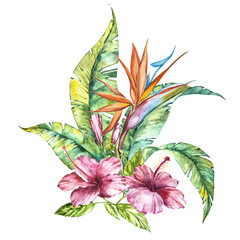 Obraz premium Watercolor isolated illustration of a pink hibiscus and leaves, Strelitzia reginae, tropical flower composition