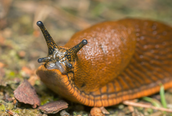 Macro photo of an Arion slug