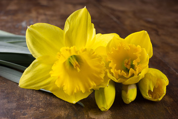 Daffodils, spring flowers on wooden background