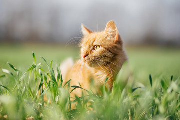 Cat in the Green Grass. Fluffy Red Cat with Yellow Eyes - 142089375