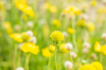 Flowers in the garden