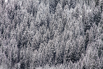 Winterwald