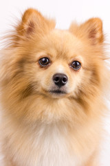 isolated dogs on white background, pomeranian dogs, dogs on white