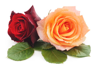 Naklejka premium Two roses.