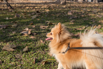 young brown pomeranian in the park background