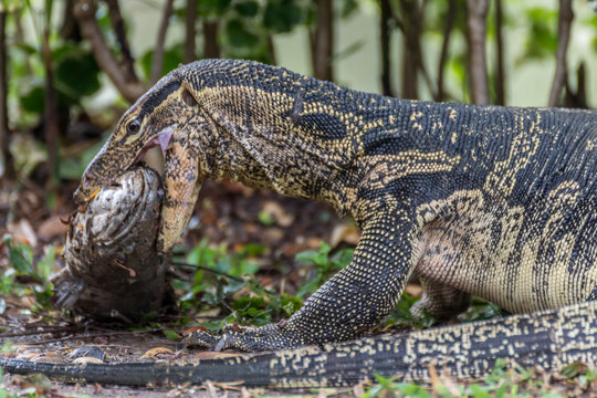 Asian-Water-Monitor Images – Browse 6 Stock Photos, Vectors, and Video ...