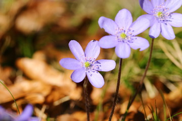 leberblümchen