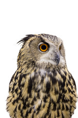 isolated Great Horned Owl, Bubo Virginianus Subarcticus, bird on white background