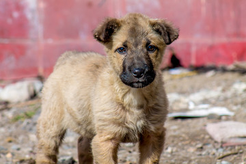 Little funny puppy in a dump