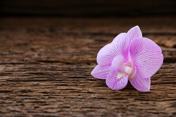 Orchid on old wood table. copyspace for your text