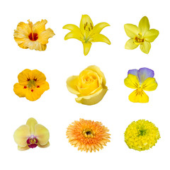 collection of various yellow flower contain hibiscus, rose, lilly, gerbera, marigold, pansy, orchid and nasturtium