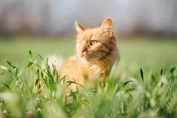Poster Kat in het groene gras. Pluizige rode kat met gele ogen © vika_hova
