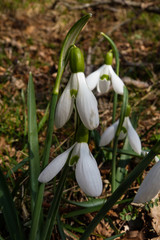Bucaneve (Galanthus nivalis) - fioritura