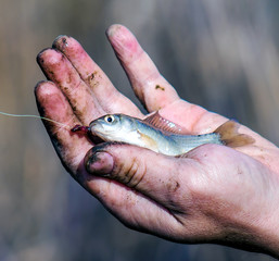 Fish caught a fish on a fishing pole