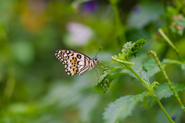 Common Tiger butterfly on a Flower.