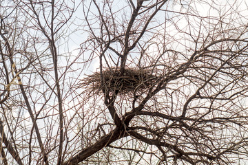 Crows' nest on a tree
