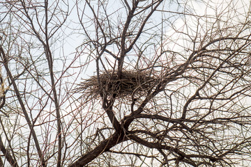 Crows' nest on a tree