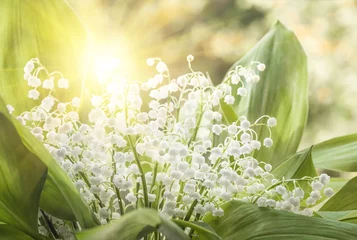 Photo sur Plexiglas Muguet Fleur de muguet, gros plan, printemps