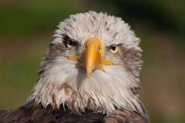 Aguila