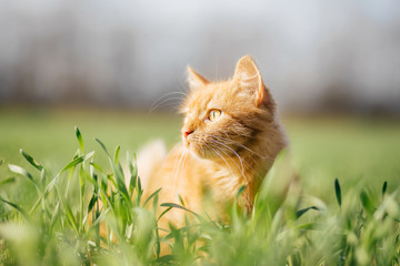 Cat in the Green Grass. Fluffy Red Cat with Yellow Eyes - 142090740