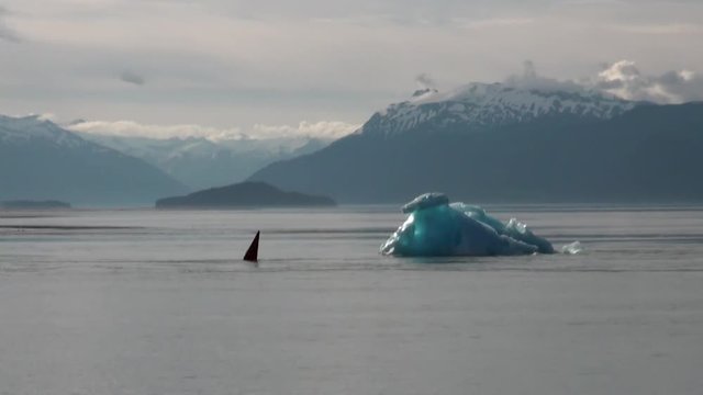 Shark fin on calm water of Pacific Ocean on background iceberg in Alaska. Amazing landscapes. Beautiful rest and tourism in a cool climate. Unique picture of nature in America.