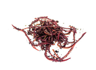 Fototapeta premium Earthworms