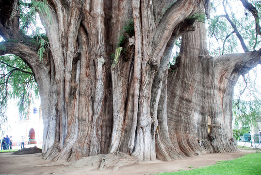 Tree Tule in Mexico