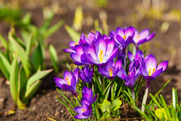 View of blooming first spring flowers crocus