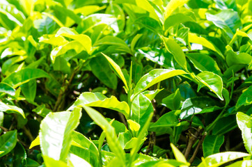 Tea leaf close up with sun light