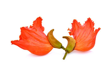 orange flower(Spathodea) isolated on white background