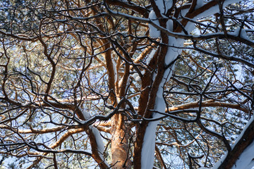 Pine forest on a sunny winter morning