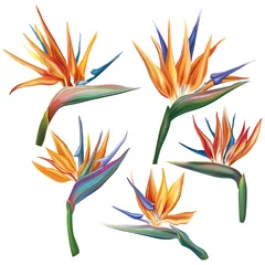 Deken met patroon Strelitzia Strelitzia reginae (paradijsvogel) bloem