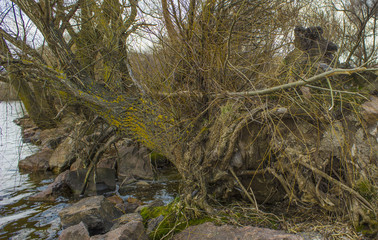 A tree torn from the roots by the river