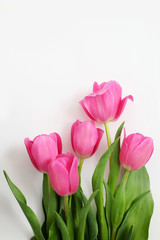 Obraz premium pink tulips on white background
