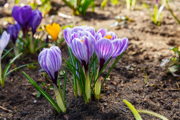 View of blooming first spring flowers crocus