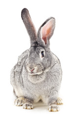 Fototapeta na wymiar One gray rabbit.