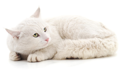 Fototapeta premium White cat.