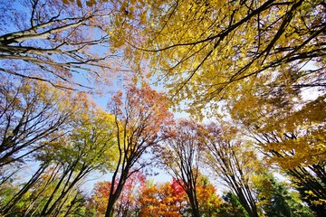 Obraz premium 色づく木々