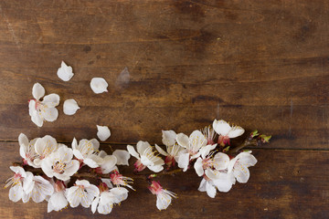 Flowering twig of plum tree on wooden background. Space for text