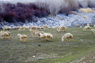 Sheep, sheep in sheep, grazing sheep, spring arrivals and sheep, pictures of lovely sheep, wool and sheep,

