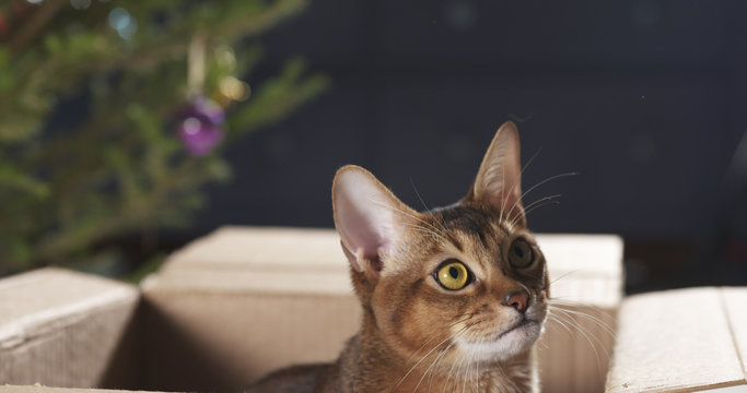 young abyssinian cat sitting in cardboard box
